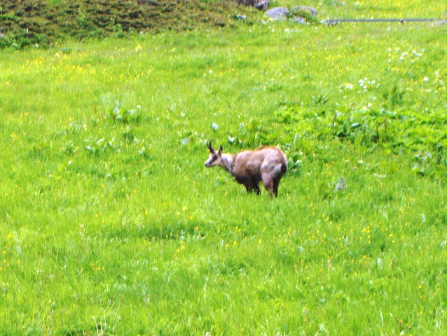 ABITANTI DELLA VALSAVARENCHE , PARCO NAZIONALE GRAN PARADISO